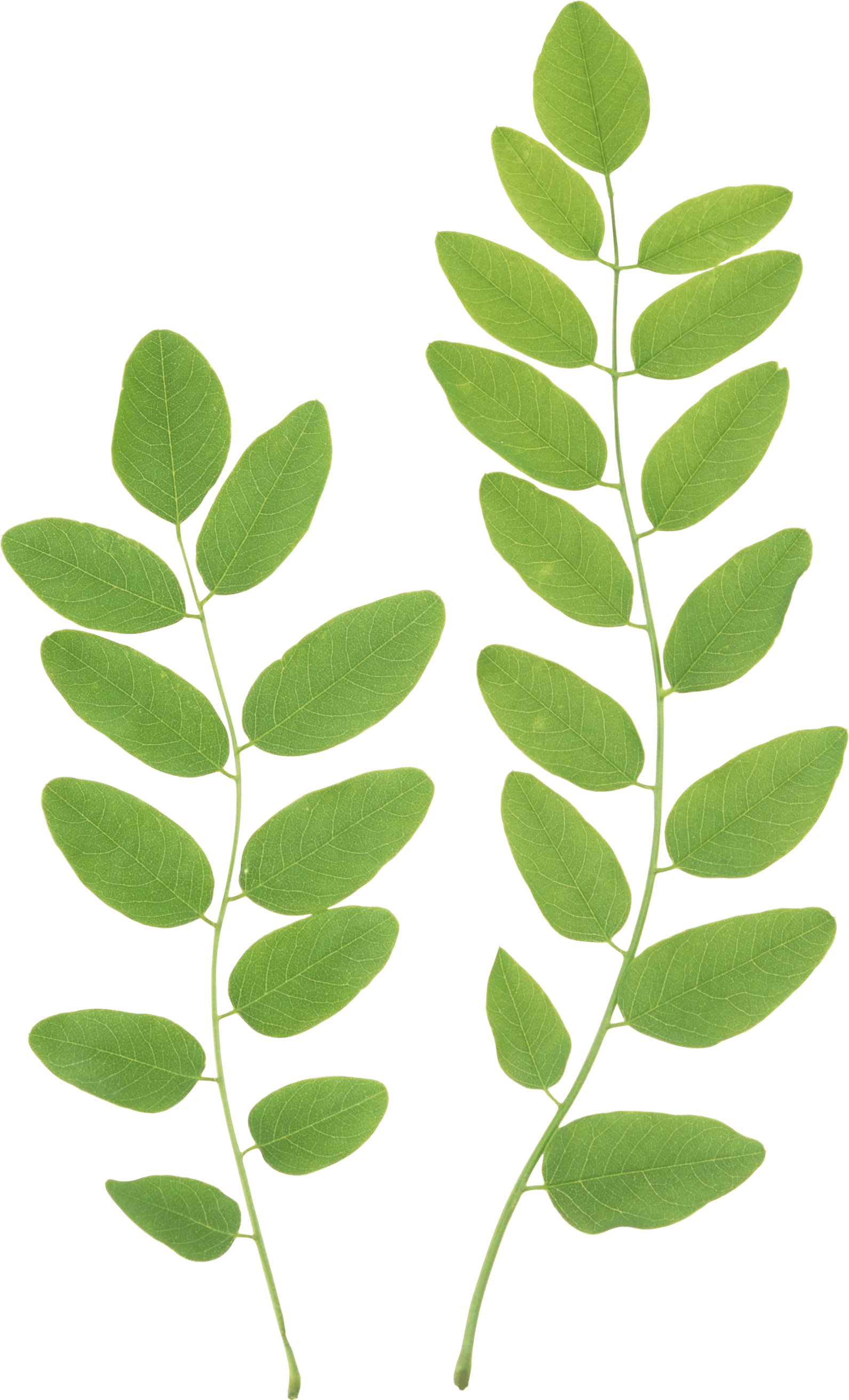 Overlapping leaf branch